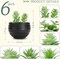 Set of 6 Black Artificial Succulent Plants in Pots – Mini Fake Potted Plants for Halloween Decor, Bathroom, Bedroom, Living Room, Office & Shelf Decorations